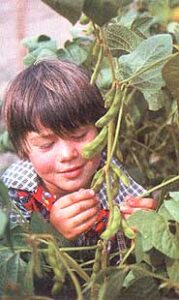 A Guide to Growing and Harvesting Edamame Image